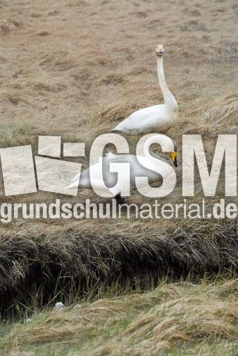 Singschwan (5 von 16).jpg